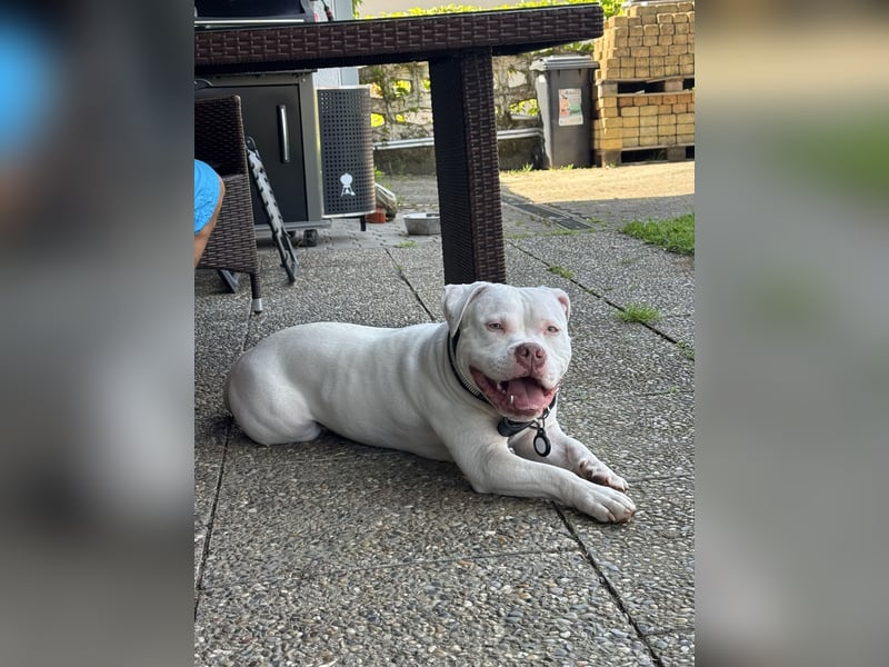 Reinrassige ABKC Registrierte American Bully Hündin