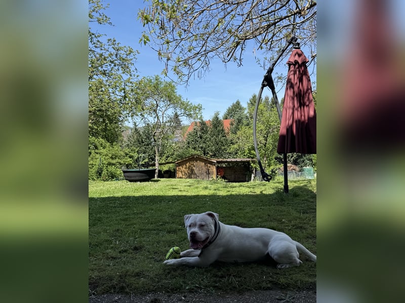Reinrassige ABKC Registrierte American Bully Hündin