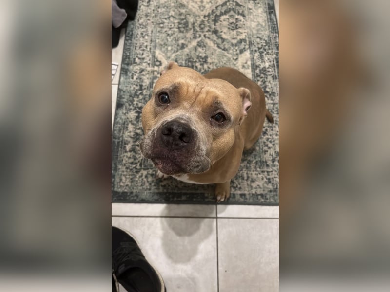 American Bully Hündin