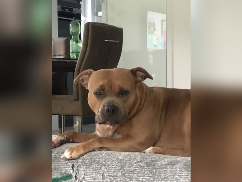 American Bully Hündin
