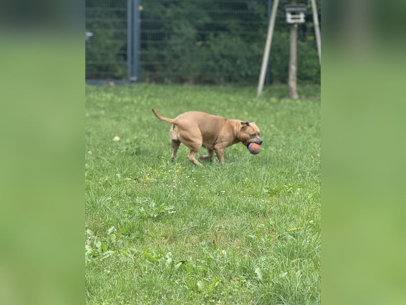 American Bully Hündin