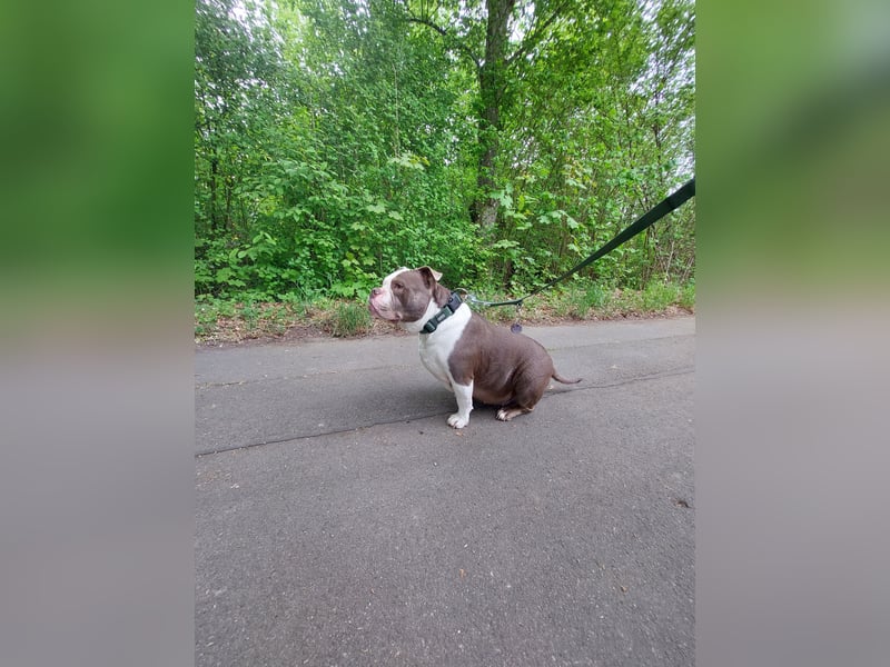 Notfall - american bully Hope schweren Herzens abzugeben