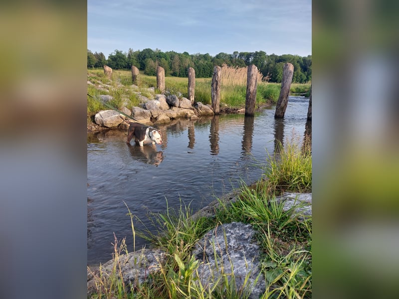 Notfall - american bully Hope schweren Herzens abzugeben