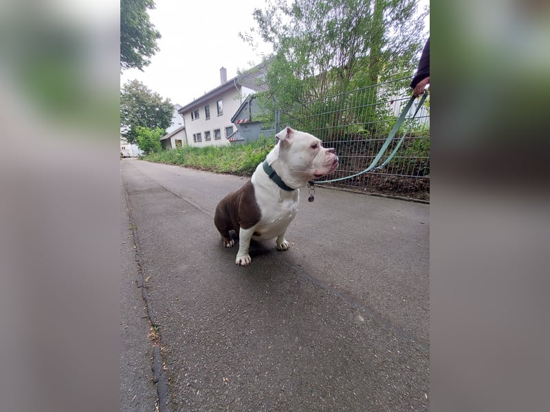 Notfall - american bully Hope schweren Herzens abzugeben