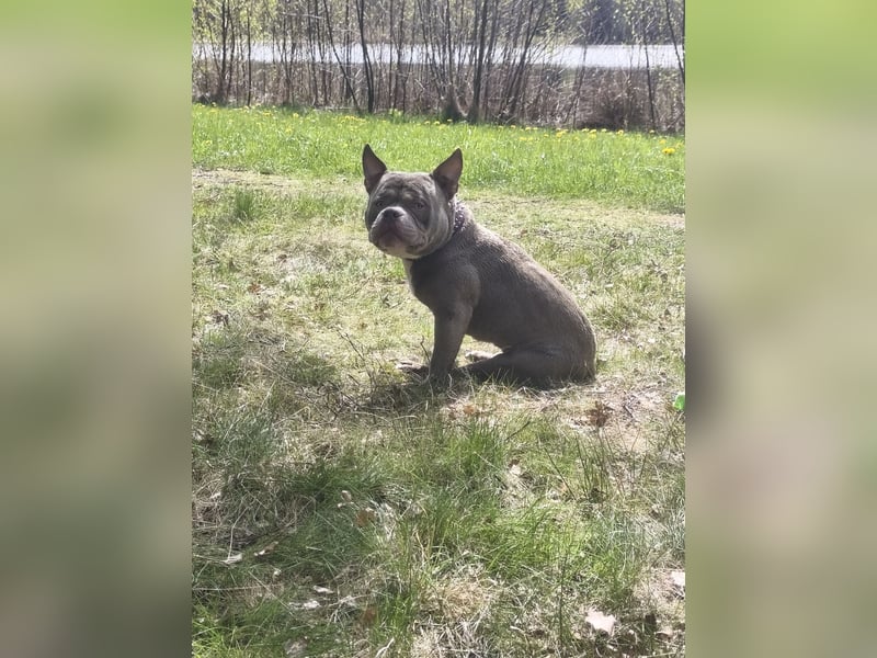 American Bully Rüde Sucht Liebevolles Zuhause