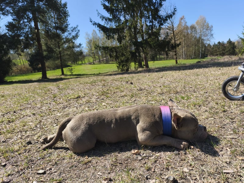 American Bully Rüde Sucht Liebevolles Zuhause