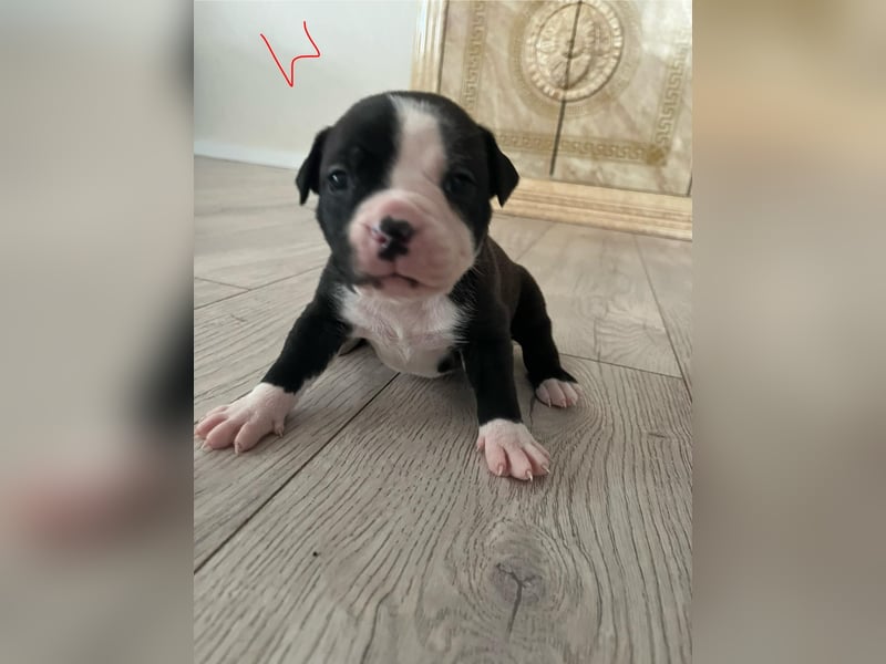 Süße American Bully Welpen