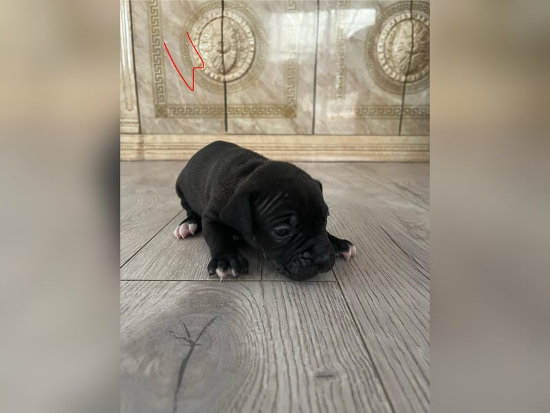 Süße American Bully Welpen