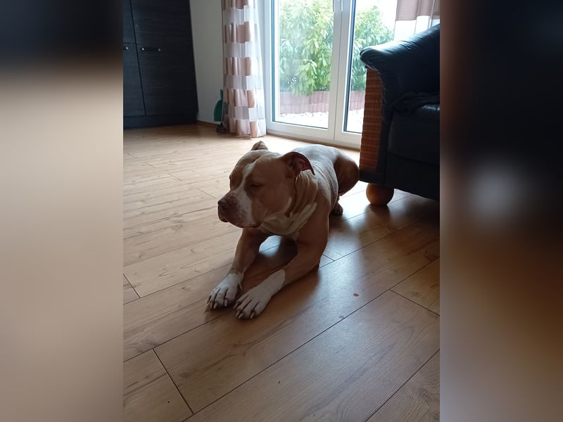 Süße American Bully Welpen