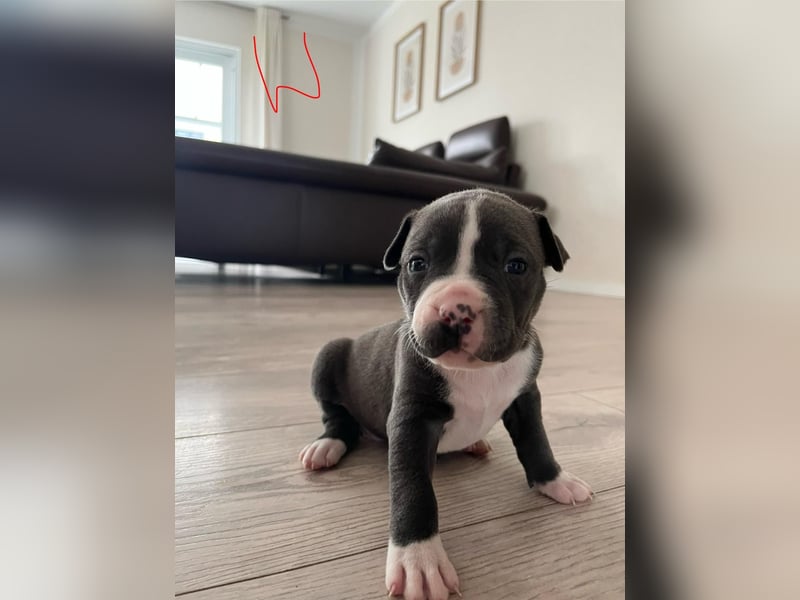 Süße American Bully Welpen