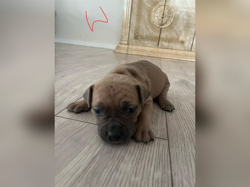 Süße American Bully Welpen