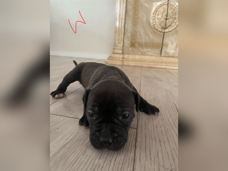 Süße American Bully Welpen