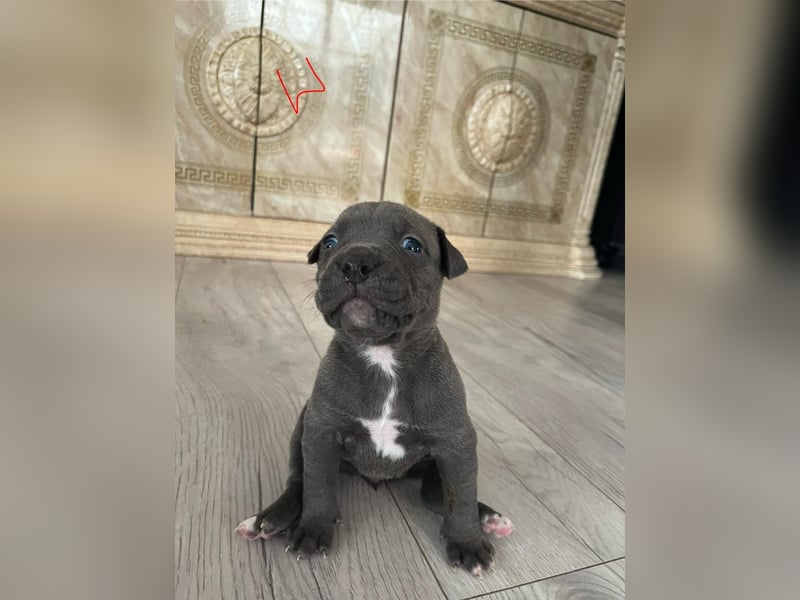 Süße American Bully Welpen