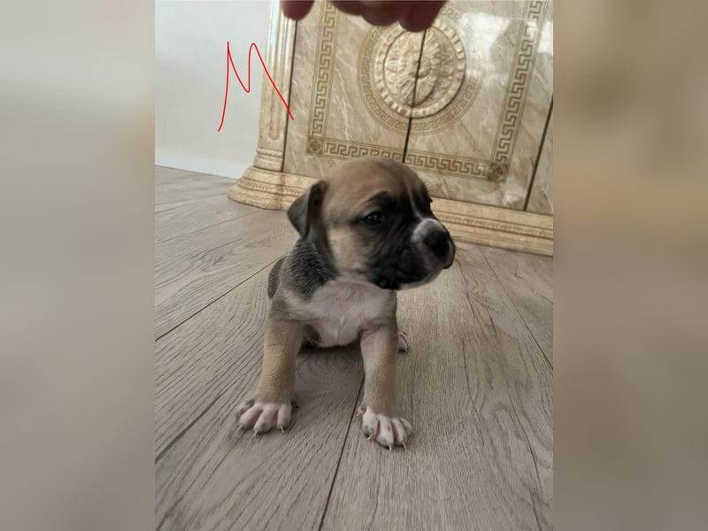 Süße American Bully Welpen