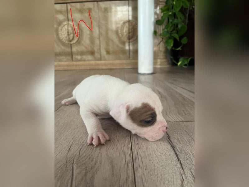 Süße American Bully Welpen