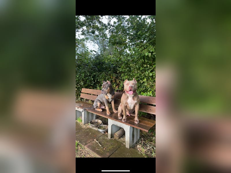 Süße American Bully Welpen