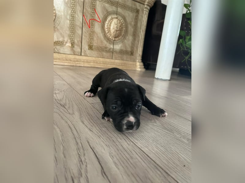Süße American Bully Welpen