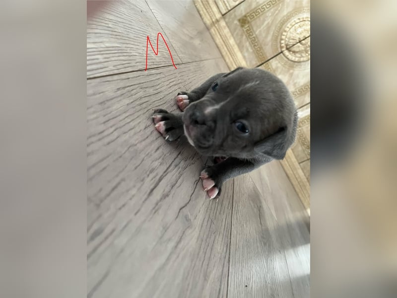 Süße American Bully Welpen
