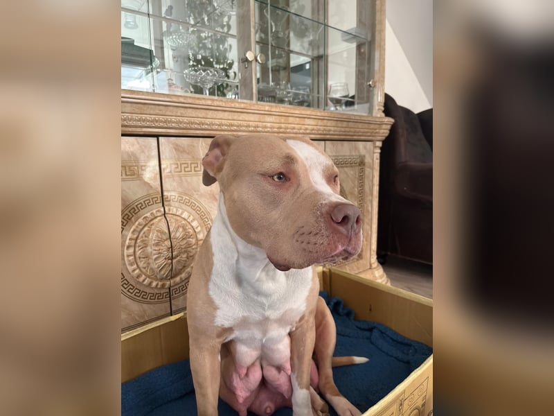 Süße American Bully Welpen