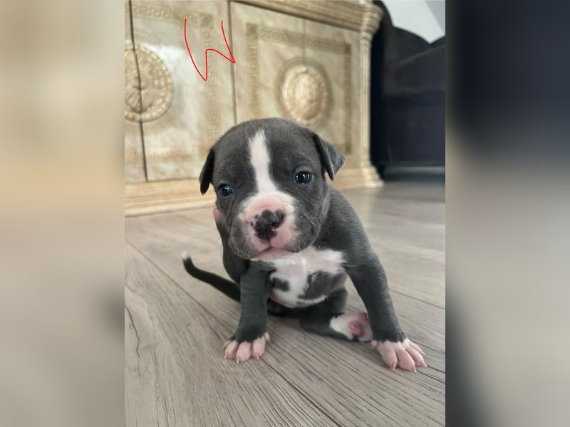 Süße American Bully Welpen