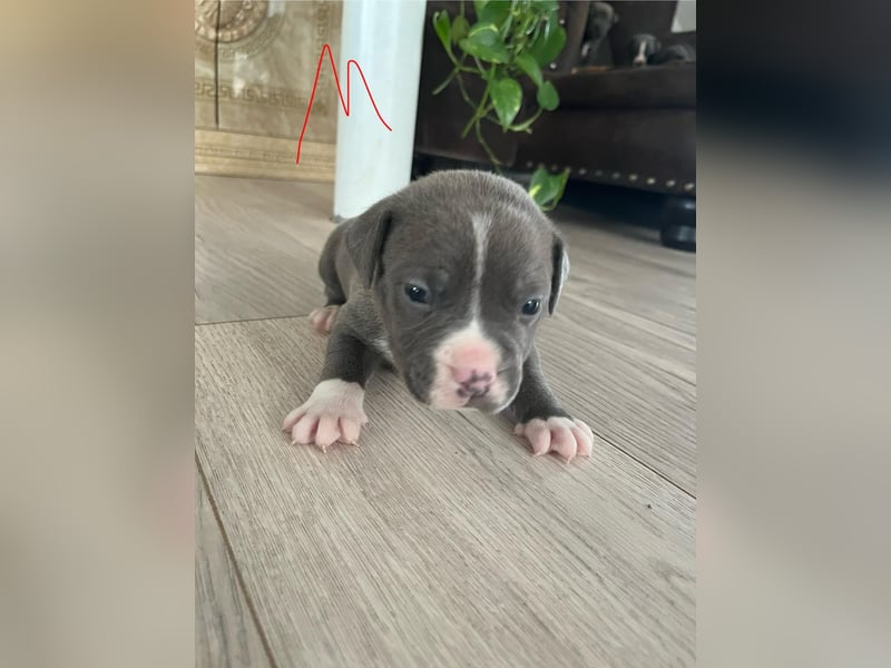 Süße American Bully Welpen