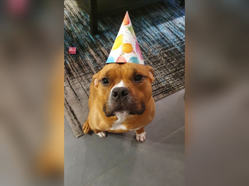 American Pocket Bully sucht neues für immer Zuhause