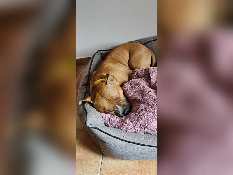American Pocket Bully sucht neues für immer Zuhause