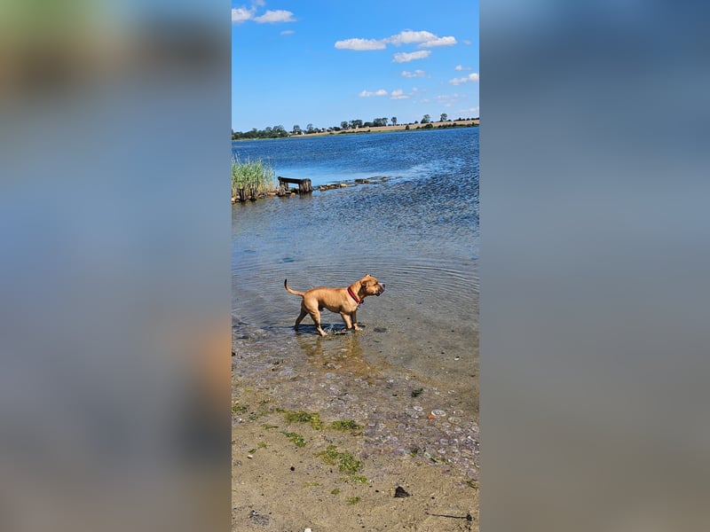 American Pocket Bully sucht neues für immer Zuhause