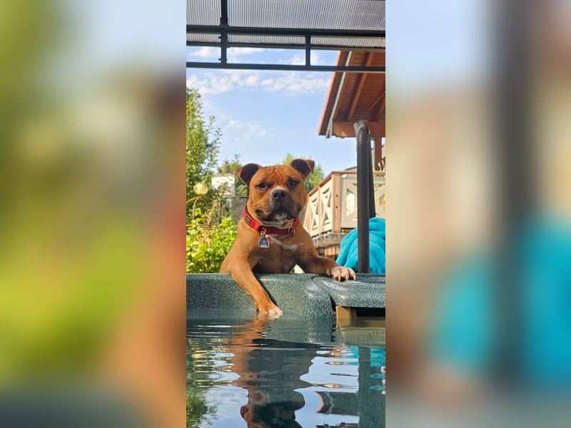 American Pocket Bully sucht neues für immer Zuhause