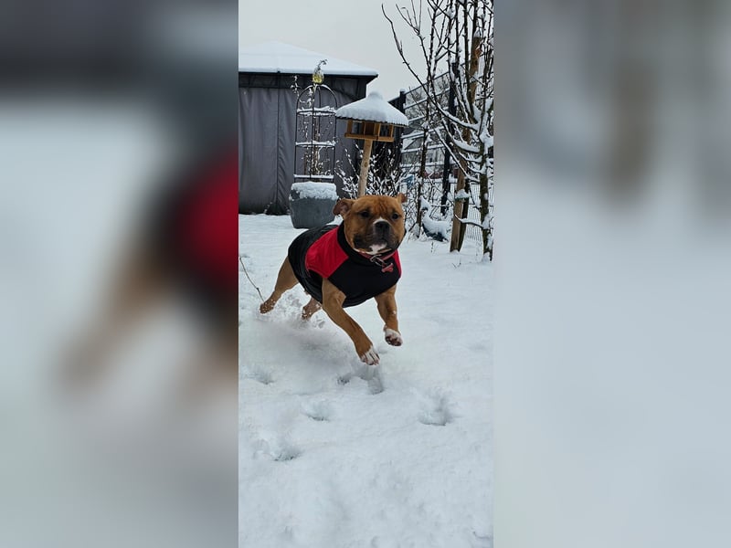 American Pocket Bully sucht neues für immer Zuhause