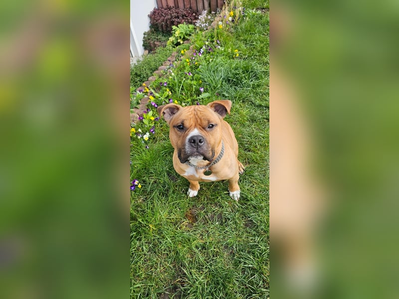 American Pocket Bully sucht neues für immer Zuhause