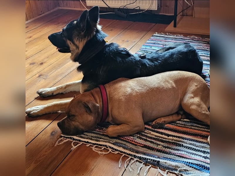 American Pocket Bully sucht neues für immer Zuhause