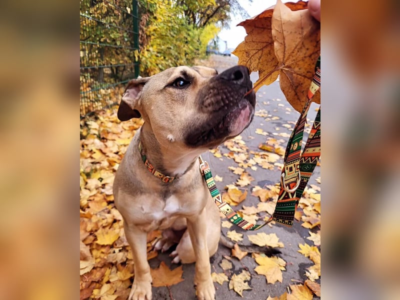 Deckerüde American Stafford x American Bully