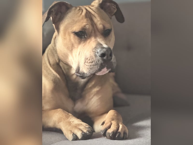 Deckerüde American Stafford x American Bully