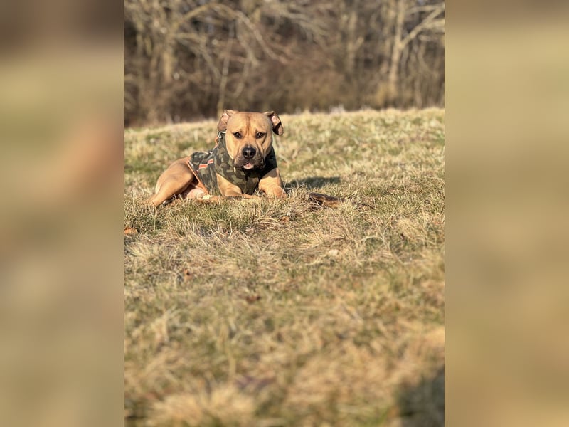 Deckerüde American Stafford x American Bully