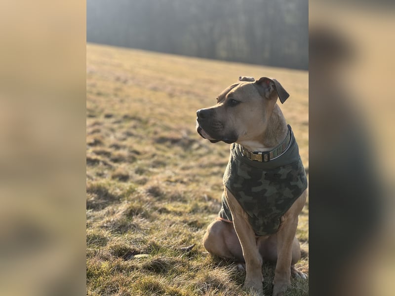 Deckerüde American Stafford x American Bully