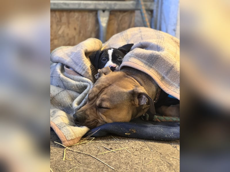 Deckerüde American Stafford x American Bully