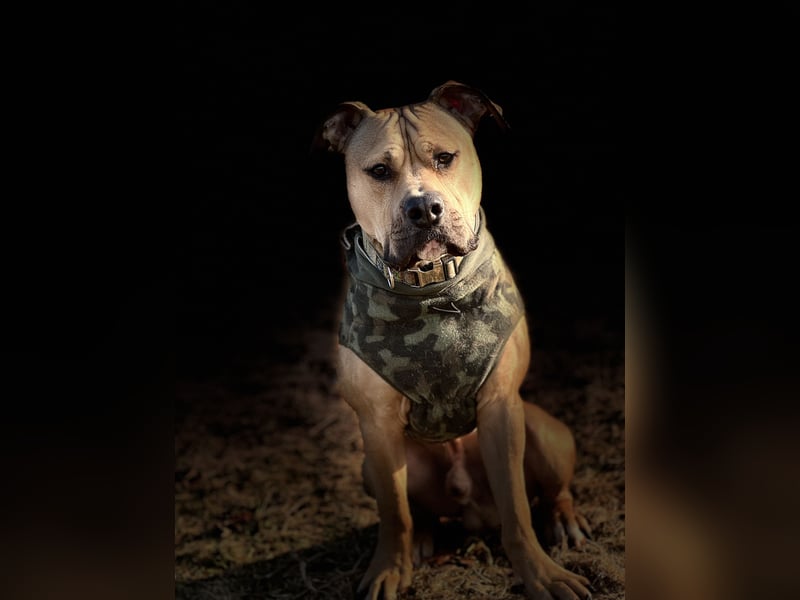 Deckerüde American Stafford x American Bully