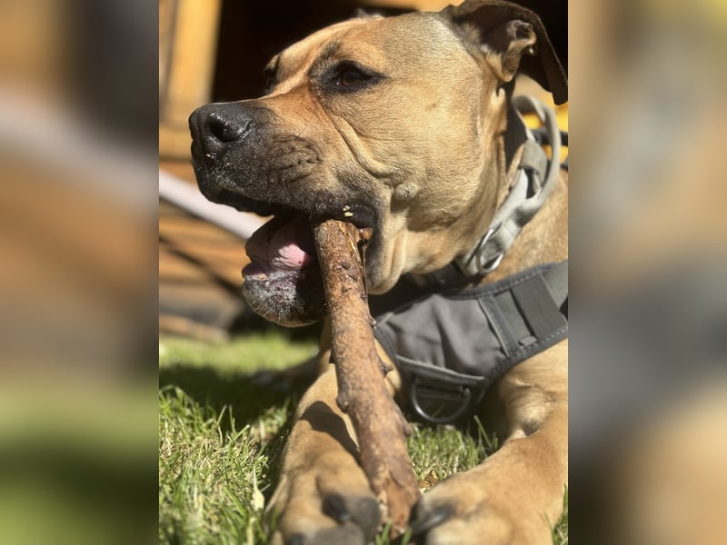 Deckerüde American Stafford x American Bully