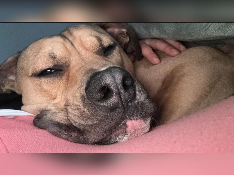 Deckerüde American Stafford x American Bully