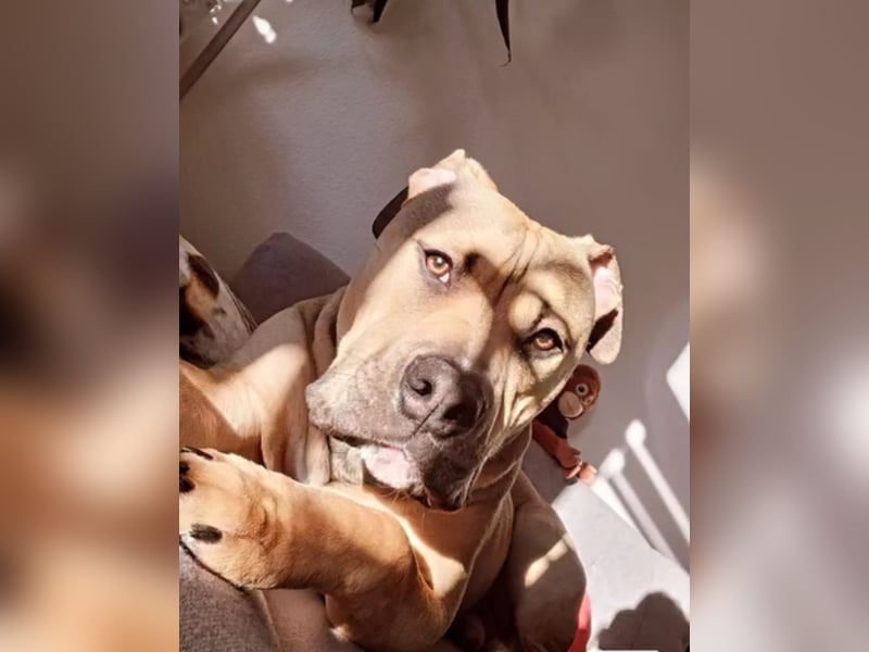 Deckerüde American Stafford x American Bully