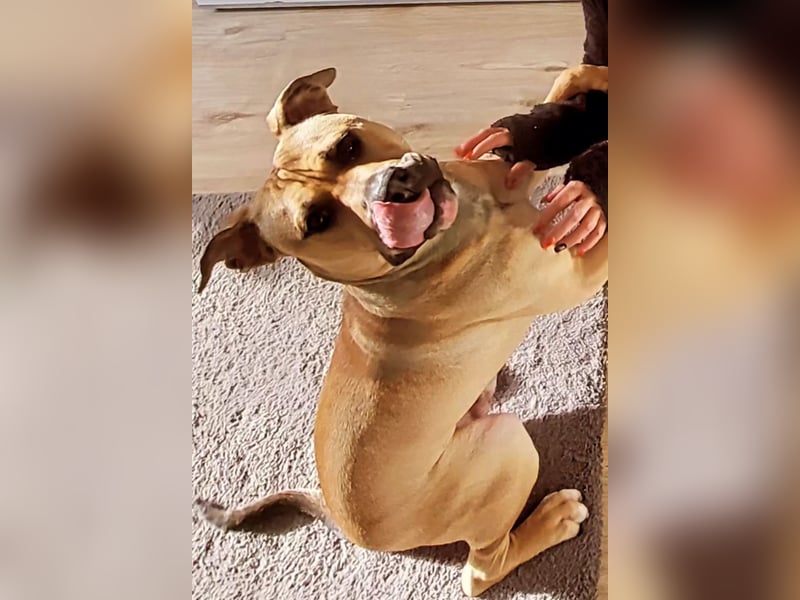 Deckerüde American Stafford x American Bully