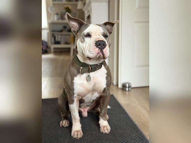American Bully (Django) sucht liebevolles neues Zuhause.