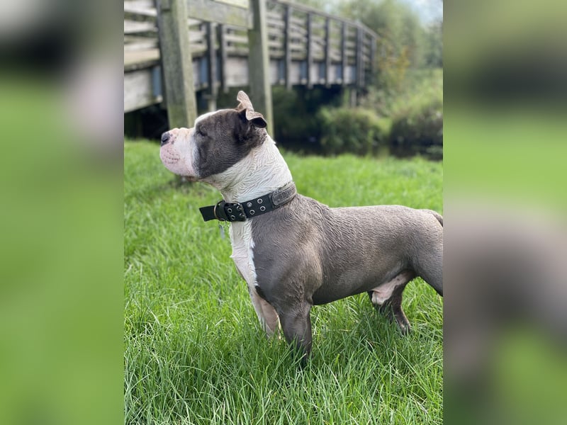 American Bully (Django) sucht liebevolles neues Zuhause.