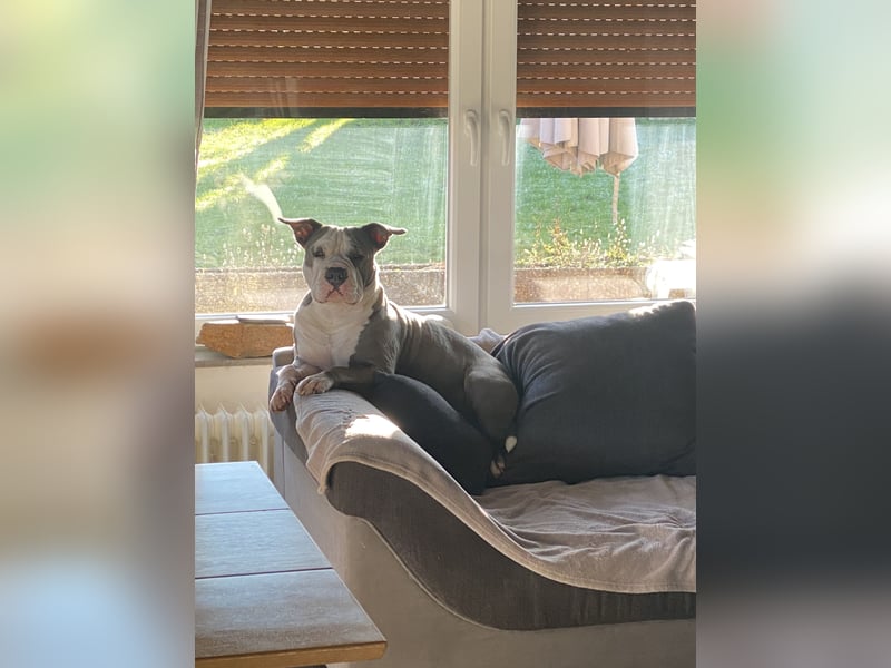 American Bully (Django) sucht liebevolles neues Zuhause.