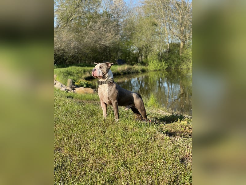 American Bully (Django) sucht liebevolles neues Zuhause.