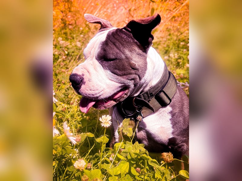 American Bully (Django) sucht liebevolles neues Zuhause.