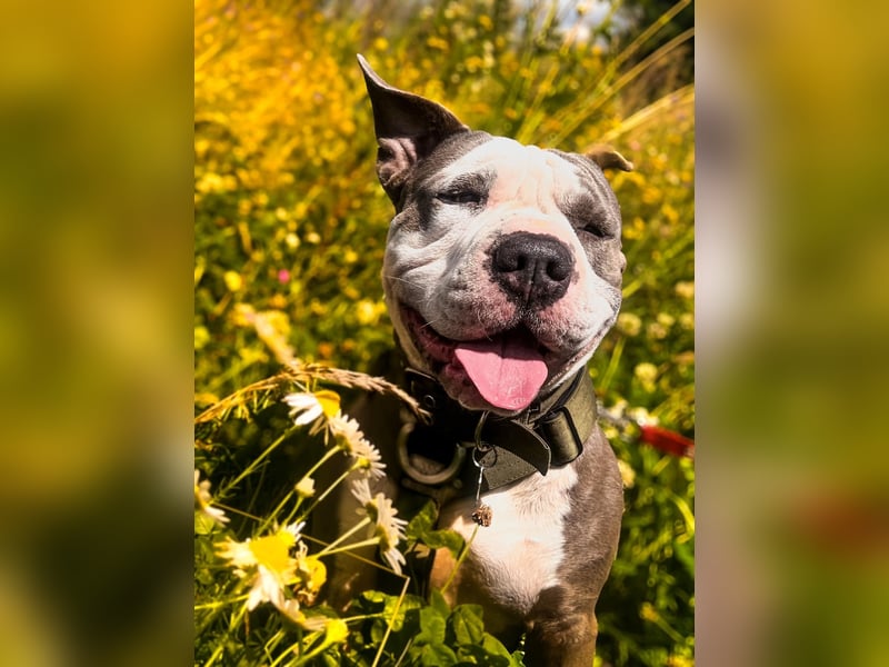 American Bully (Django) sucht liebevolles neues Zuhause.