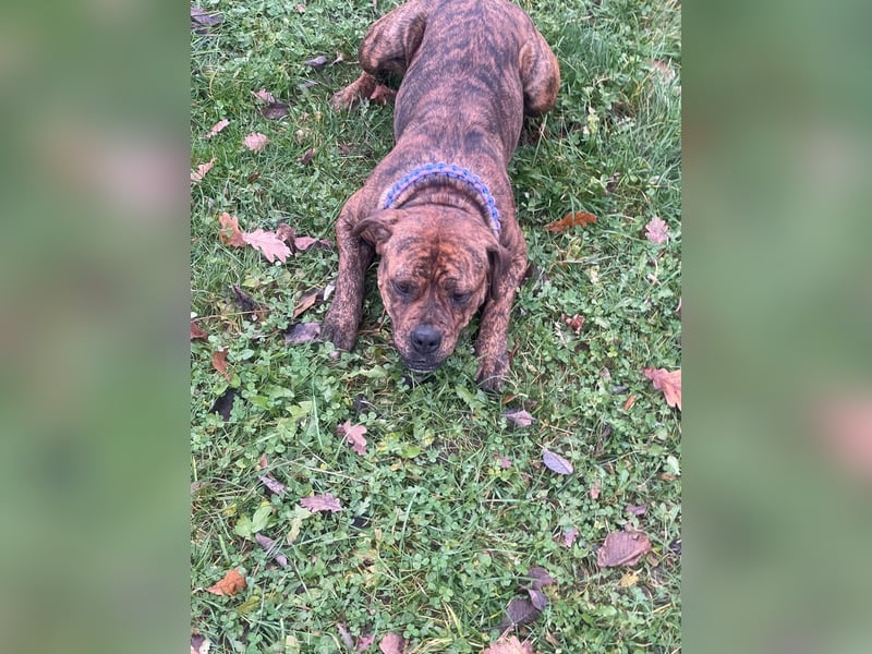 American Bully OEB Mix Hündin