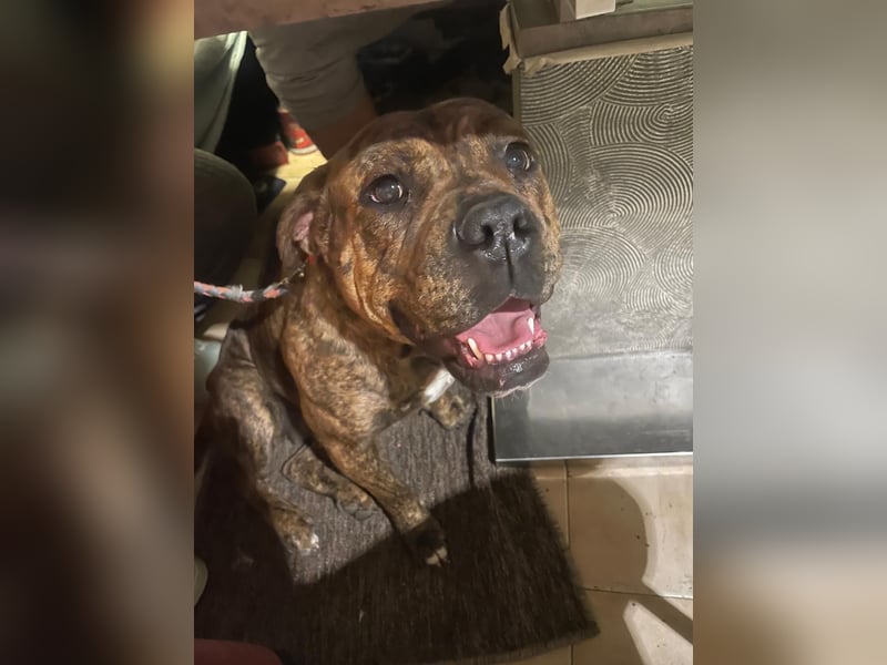 American Bully OEB Mix Hündin
